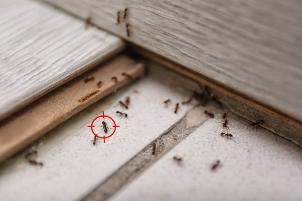 Best Commercial Pest Control Services  in Chetek, WI