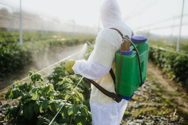 Best Ant Control Services  in Chetek, WI